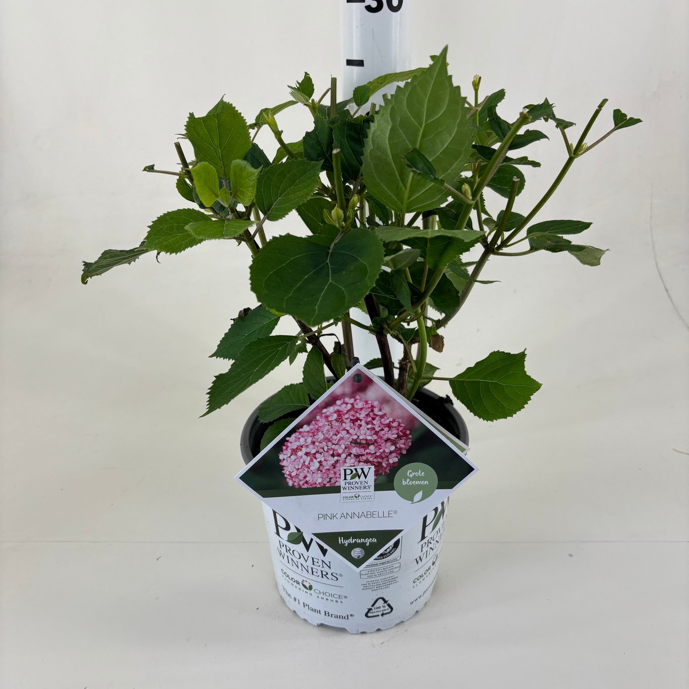 Hydrangea a. 'Pink Annabelle' - C3 25-30 CM